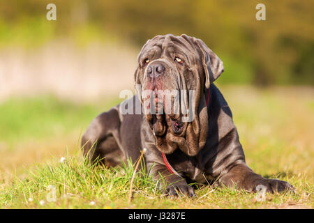 Porträtbild von einem Mastino Napoletano im freien Stockfoto