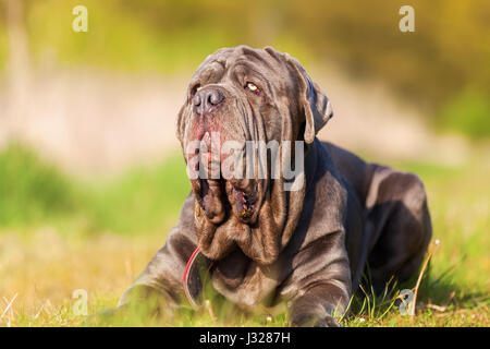 Porträtbild von einem Mastino Napoletano im freien Stockfoto