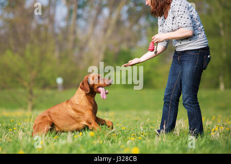 Frau spielt mit einem Rhodesian Ridgeback Hund auf der Wiese Stockfoto