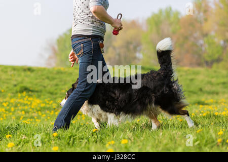 Bild von einer Frau gemacht Hund tanzen mit einem Border Collie Stockfoto