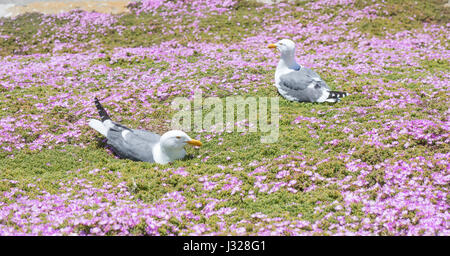 Westlichen Möwen (Larus Californicus) hocken auf Eis Pflanze. Stockfoto