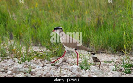 Gekrönte Regenpfeifer Vanellus Coronatus mit jungen in den Etosha Nationalpark, Namibia Stockfoto