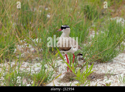 Gekrönte Regenpfeifer Vanellus Coronatus mit jungen in den Etosha Nationalpark, Namibia Stockfoto