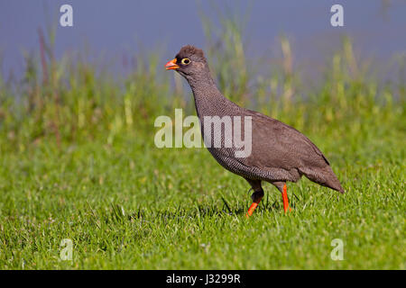 Rot-billed Spurfowl (Pternistis Adspersus), auch bekannt als Red-billed Francolin, ist eine Art von Vogel in der Familie Phasianidae. Stockfoto