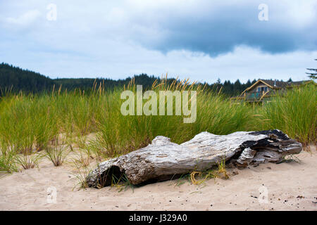 Alten getrocknetes Holz, weiß mit Zeit am Strand im Sand, mit Büschen hohe Gräser auf einem Hintergrund von dem Dach der Häuser und den bewölkten Himmel gewachsen Stockfoto