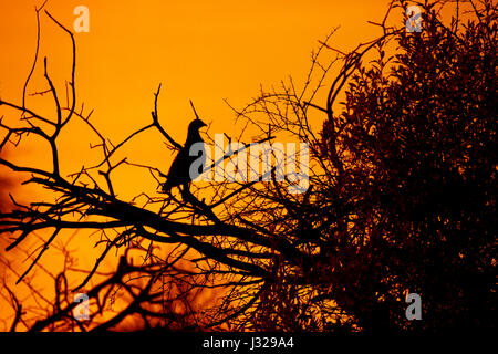Rot-billed Spurfowl (Pternistis Adspersus), auch bekannt als Red-billed Francolin, ist eine Art von Vogel in der Familie Phasianidae. Stockfoto