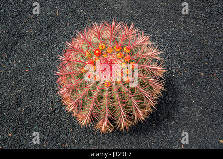 Arizona Barrel Cactus (Ferocactus Wislizeni) mit orangen Blüten, schwarze Lava Boden Hintergrund auf Lanzarote Stockfoto