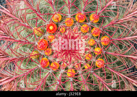 Nahaufnahme von einem Arizona Barrel Cactus (Ferocactus Wislizeni) mit orangen Blüten Stockfoto