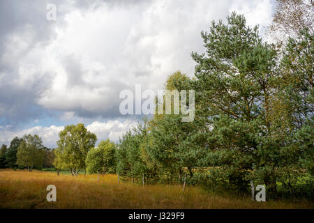 Lüneburger Heide in der Nähe von Hamburg, Deutschland Stockfoto