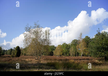 Lüneburger Heide in der Nähe von Hamburg, Deutschland Stockfoto