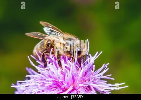 Honig Biene bestäuben Agrimony Blume Stockfoto