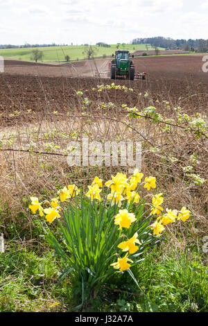 Aussaat auf den Cotswolds im zeitigen Frühjahr in der Nähe von Hawling, Gloucestershire UK Stockfoto