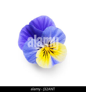 Stiefmütterchen Blume isoliert auf weißem Hintergrund-Clipping-Pfad enthalten. Frühling Garten Viola tricolor Stockfoto