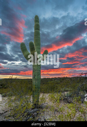 Saguaro Kaktus bei Sun, Coronado National Forest, Santa Catalina Mountains, Tucson, Arizona, USA Stockfoto
