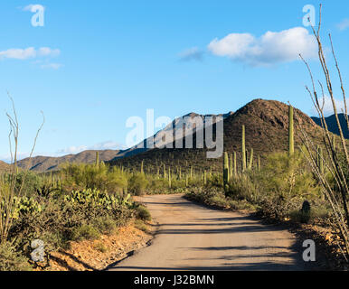 Viele Saguaro Kakteen Linie auf einem malerischen Wüste Straße in Saguaro National Park West in der Nähe von Tucson, Arizona Stockfoto