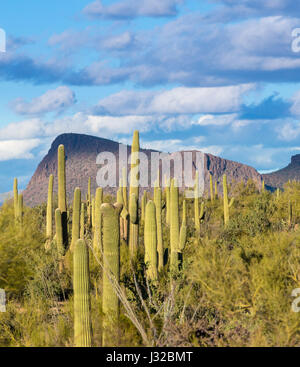 Seltene Saguaro Kaktus Anlage in Saguaro National Park West in der Nähe von Tucson, Arizona Wüste Crested Stockfoto