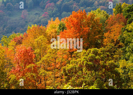 Herbst Herbstlaub im Monongahela National Forest, Allegheny Mountains, West Virginia, USA mit Hügeln in der Ferne Stockfoto