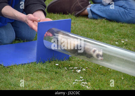 Frettchen, die auf einem Hindernisparcours durch Rohre Rennen, im Longwick Village Fete, Buckinghamshire, Großbritannien Stockfoto