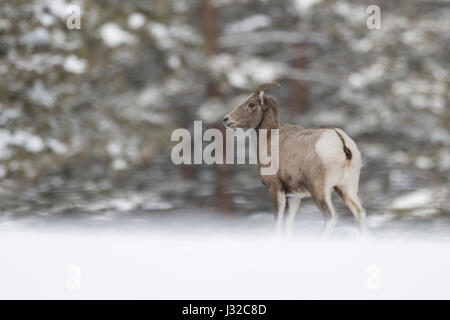 Rocky Mountain Bighorn Sheep / Dickhornschaf (Ovis Canadensis), im Winter, weibliche Erwachsene im Schnee, stehen am Rande eines Waldes, Yellowstone, WY, Stockfoto