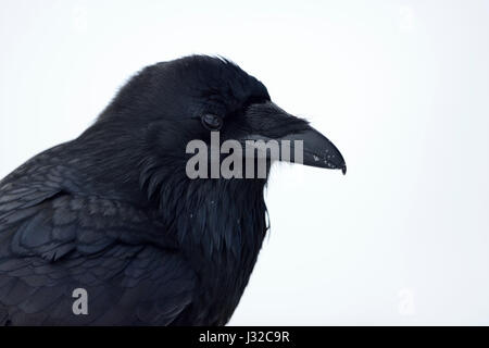 Kolkrabe / Kolkrabe (Corvus Corax) im Winter, Nahaufnahme, Kopf gedreht, reich an Details, Yellowstone Bereich, Montana, USA. Stockfoto