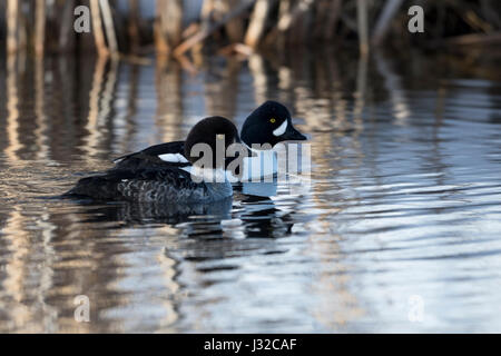 Der Barrow/Spatelente Schellente (bucephala Islandica) im Winter, Paar, Frauen mit männlichen zusammen, Schwimmen, Greater Yellowstone, Wyoming, USA. Stockfoto