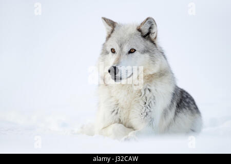 Grauer Wolf / Grauwolf (Canis Lupus) im Winter liegen, ruhen im Schnee, beobachten aufmerksam, Yellowstone Bereich, Montana, USA. Stockfoto