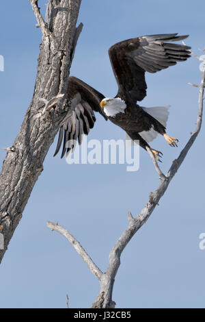 Weißkopf-Seeadler / Weisskopfseeadler (Haliaeetus Leucocephalus) an einem schönen Wintertag ausziehen aus Pappel Baum, Yellowstone, Montana, USA. Stockfoto