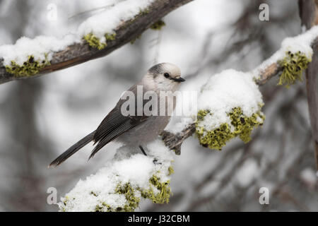 Grau-Jay / Meisenhaeher (Perisoreus Canadensis) im Winter hocken auf dem Schnee bedeckt Branch, Yellowstone National Park, Montana, USA. Stockfoto