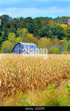 Rustikal, Holz und verwitterte Scheune liegt mitten in einem Maisfeld.  Herbst Farben Hang hinter der Scheune. Stockfoto