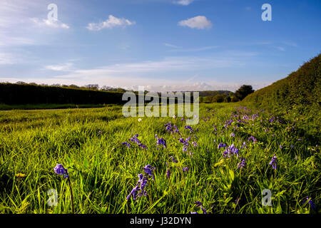 Wildblumen und Glockenblumen Straßenrand an einem Frühlingsabend in East Yorkshire, England Stockfoto