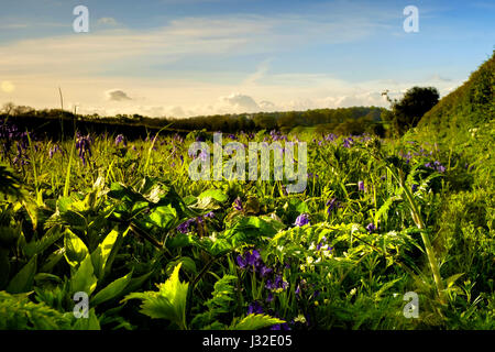 Wildblumen und Glockenblumen Straßenrand an einem Frühlingsabend in East Yorkshire, England Stockfoto