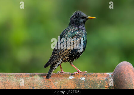 Gemeinsamen Starling / Europäische Star (Sturnus Vulgaris) männlichen gehockt Dachziegel des Hauses Stockfoto