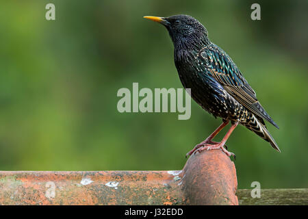 Gemeinsamen Starling / Europäische Star (Sturnus Vulgaris) männlichen gehockt Dachziegel des Hauses Stockfoto