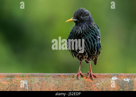 Gemeinsamen Starling / Europäische Star (Sturnus Vulgaris) männlichen gehockt Dachziegel des Hauses Stockfoto