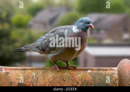 Gemeinsamen Ringeltaube (Columba Palumbus) thront auf Dachziegel des Hauses Stockfoto