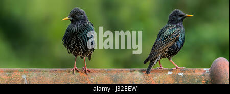 Zwei gemeinsame Stare / Europäische Star (Sturnus Vulgaris) Männchen gehockt Dachziegel des Hauses Stockfoto