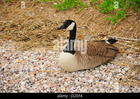 Kanadagans (Branta Canadensis) nisten auf Muscheln auf Charles Insel am Sandstraenden in Long Island Sund zum Silver Sands State Park Stockfoto