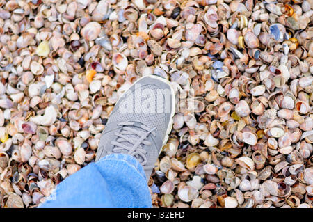 Eine generische grauen Sneaker verstärkt auf viele verschiedene Farben und Arten von Muscheln am Strand Silver Sands State Park in Milford, Connecticut. Stockfoto