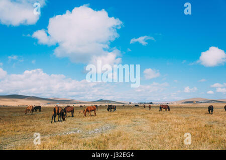 Eine Herde von Hores Fütterung im Grünland gegen Hügel und Berge, Innere Mongolei, China Stockfoto