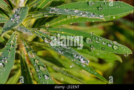 Wassertropfen auf grüne Blätter Stockfoto