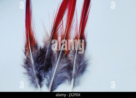 Rot endete Federn. Stockfoto
