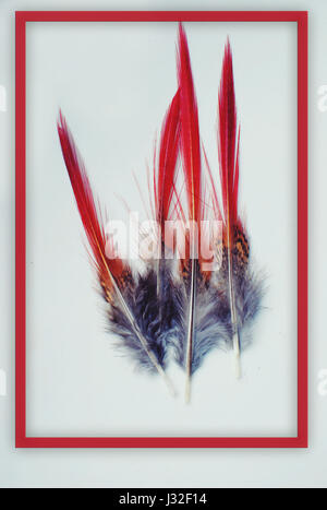 Rot endete Federn. Stockfoto