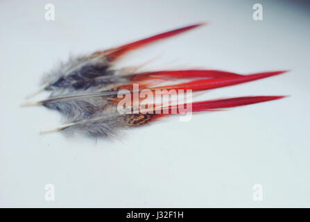 Rot endete Federn. Stockfoto