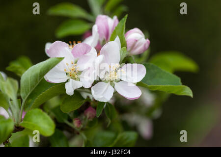 Nahaufnahme der Apfelblüte von Malus domestica 'Charles Ross' im Frühjahr, England, Großbritannien Stockfoto