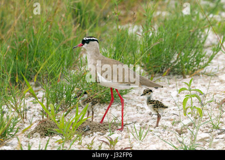 Gekrönte Regenpfeifer Vanellus Coronatus mit jungen in den Etosha Nationalpark, Namibia Stockfoto