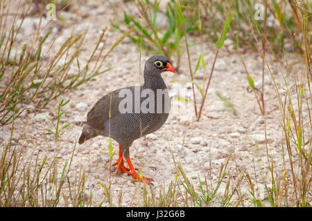 Rot-billed Spurfowl (Pternistis Adspersus), auch bekannt als Red-billed Francolin, ist eine Art von Vogel in der Familie Phasianidae. Stockfoto