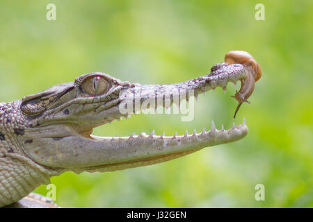 Laubfrosch und Schnecke, Makro, Stockfoto