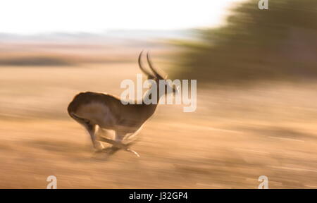 Antilope läuft auf Wasser, umgeben von Spritzern. Botswana. Okavango Delta. Stockfoto