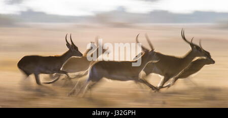 Eine Gruppe von Antilopen läuft auf Wasser, umgeben von Spritzern. Botswana. Okavango Delta. Stockfoto