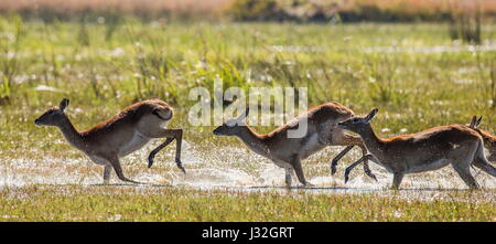 Eine Gruppe von Antilopen läuft auf Wasser, umgeben von Spritzern. Botswana. Okavango Delta. Stockfoto